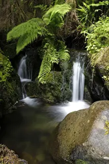 Cataract Prints: Quinault Area, Olympic National Park, Washington, USA