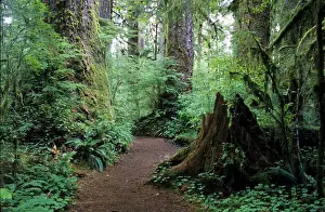 Pathway Prints: Quinault Rainforest, Washington, USA