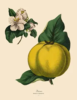Apple Blossom Prints: Quince Fruit Tree, Victorian Botanical Illustration