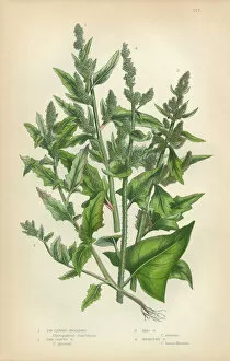 Images Dated 17th February 2016: Quinoa, Goosefoot, Amaranth, Root, Beet, Chenopodium, Victorian Botanical Illustration