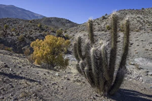 Images Dated 6th September 2016: Quisco Cactus or Hedgehog Cactus -Echinopsis chiloensis-, Rio Hurtado, Region de Coquimbo, Chile