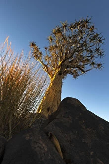 Images Dated 16th December 2009: Quiver Tree (Aloe dichotoma) lit up in gold, Quiver Tree Forest, Keetmanshoop, Namibia