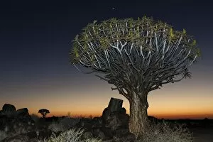 Harry Laub Travel Photography Collection: Quiver tree (Aloe dichotoma), night scene, in the Quiver Tree Forest in Garaspark in Keetmanshoop