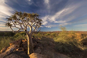 Images Dated 13th April 2017: Quiver tree on dry earth against blue sky - Augrabies Waterfalls, South Africa