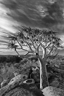 Bark Collection: Quiver tree on dry earth against blue sky with clouds - Augrabies Waterfall, South Africa