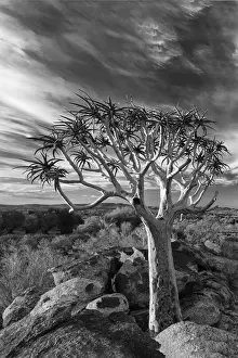 Bark Prints: Quiver tree on dry earth against blue sky with clouds - Augrabies Waterfall, South Africa