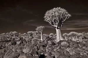 Images Dated 16th December 2009: The Quiver Tree Forest of Namibia Photographed in Infrared. Keetmanshoop, Namibia