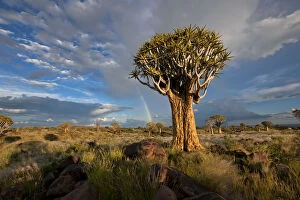Images Dated 25th March 2011: Quiver Tree Forest with a Rainbow after a Thunderstorm, Keetmanshoop, Namibia