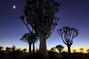 Images Dated 29th July 2016: Quiver tree Forest at sunrise, Keetmanshoop, Namibia