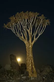 Images Dated 28th August 2007: Quiver tree, Keetmanshoop, Namibia