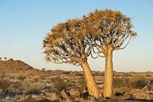 Images Dated 6th September 2012: Quiver Tree or Kokerbaum -Aloe dichotoma-, near Keetmanshoop, Namibia
