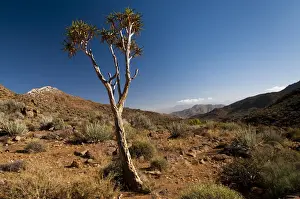 Northern Cape Prints: Quiver Tree or Kokerboom -Aloe dichotoma