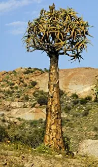 Quiver tree or Kokerboom -Aloe dichotoma-, Namaqualand, South Africa, Africa