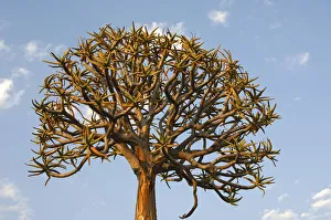Images Dated 16th August 2009: Quiver tree or Kokerboom -Aloe dichotoma-, Namaqualand, South Africa, Africa