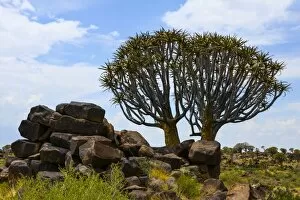 Images Dated 6th February 2012: Quiver tree or Kokerboom -Aloe dichotoma-, Quiver Tree Forest, Namibia, Africa