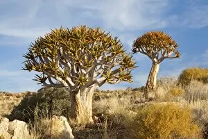 Quiver Trees -Aloe dichotoma-, ?Namib-Naukluft National Park ?, Namibia