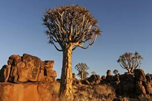 Evening Light Gallery: Quiver trees (Aloe dichotoma), blooming, in the Quiver Tree Forest in Garaspark in Keetmanshoop