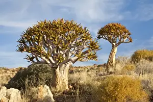 Asphodeloideae Prints: Quiver Trees -Aloe dichotoma-, ?Namib-Naukluft National Park ?, Namibia