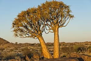 Aloe Dichotoma Gallery: Quiver trees -Aloe dichotoma-, near Keetmanshoop, Namibia