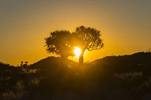 Aloe Dichotoma Gallery: Quiver trees -Aloe dichotoma- at sunset, near Keetmanshoop, Namibia