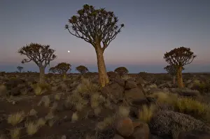 Full Moon Prints: Quiver trees, Keetmanshoop, Namibia