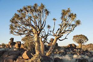 Images Dated 6th September 2012: Quiver Trees or Kokerbaum -Aloe dichotoma-, near Keetmanshoop, Namibia