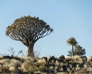 Images Dated 6th September 2012: Quiver Trees or Kokerbaum -Aloe dichotoma-, near Keetmanshoop, Namibia