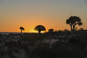 Images Dated 6th September 2012: Quiver Trees or Kokerbaum -Aloe dichotoma-, at sunset, near Keetmanshoop, Namibia
