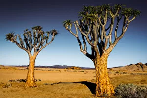 Images Dated 13th March 2017: Quiver Trees and Rocky Landscape, Namibia