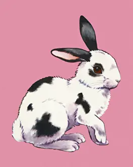 Bunny Prints: Rabbit