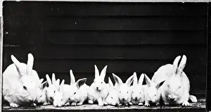 Similarity Prints: Rabbit Family