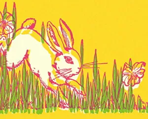 Images Dated 24th September 2012: Rabbit Hopping in the Grass