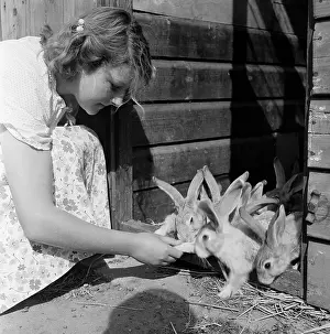 Rabbit Prints: Rabbit Hutch