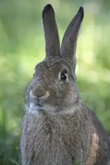 Osterreich Prints: Rabbit -Oryctolagus cuniculus-, portrait, Lower Austria, Austria