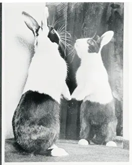 Epsom Prints: Rabbit Seeing Itself in Mirror
