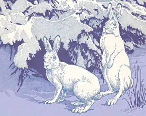 Two Rabbits in Snow