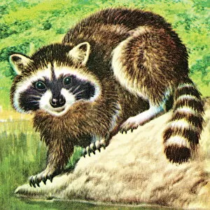Illustration And Painti Gallery: Raccoon