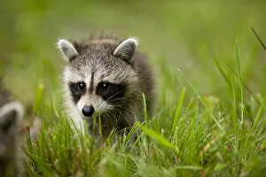 Images Dated 17th June 2009: Raccoon, Assateague Island, Maryland