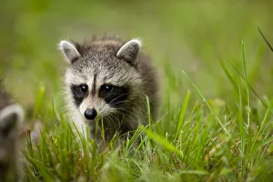Images Dated 17th June 2009: Raccoon, Assateague Island, Maryland