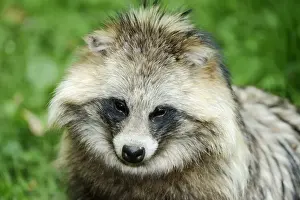 Carnivore Prints: Raccoon dog, Tanuki or Magnut -Nyctereutes procyonoides-, portrait
