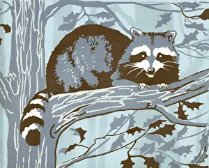 Raccoon in Tree