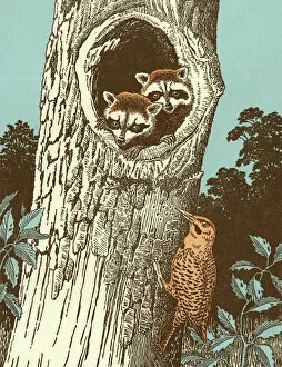 Woodpecker Gallery: Raccoons and Bird