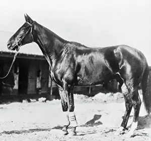 Trainer Prints: Race Horse
