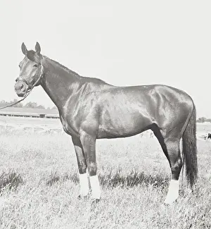Race Horse Citation Pausing in Field