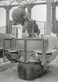 Race Horse Irish Course Sitting