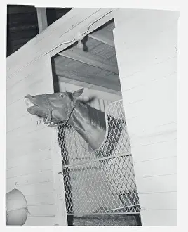 Race Horse Nashua Peeking Outside Stall