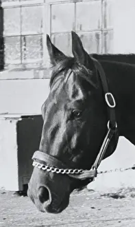 Race Horse Seattle Slew Poking His Head from Stall