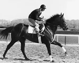 Trotting Prints: Race Horse Seattle Slew Trotting