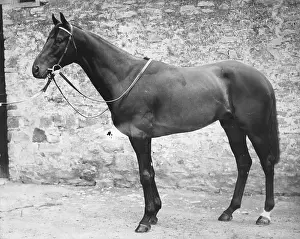 Racehorse Dante