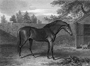 Racehorse Godolphin Arabian
